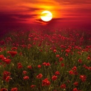 Meet your Posher, Dulce